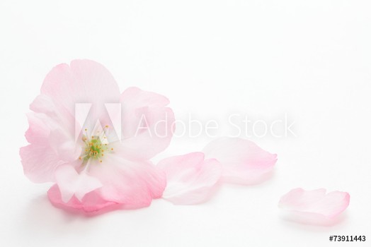 Picture of Closeup of Cherry blossom Asahiyamazakura